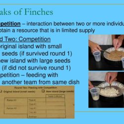 The beaks of finches lab answers pdf