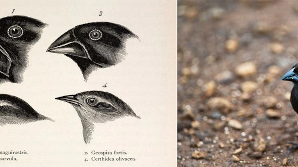 Selecting agent beaks of finches