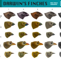 Selecting agent beaks of finches