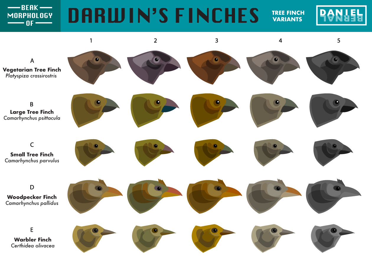 Selecting agent beaks of finches