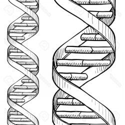 The double helix coloring worksheet