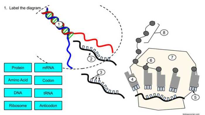 Protein synthesis escape room answer key