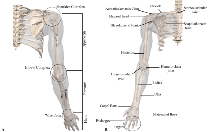 Identify the highlighted structure upper limb