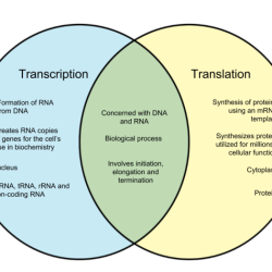 Dna transcription - translation worksheet