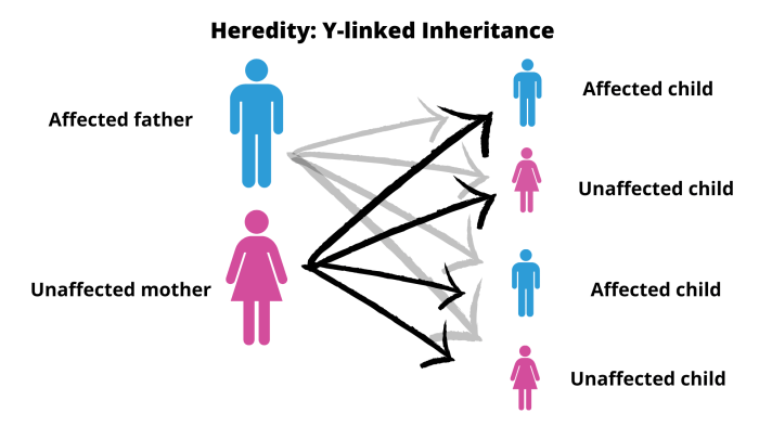 Science notebook introduction to genetics and patterns of inheritance