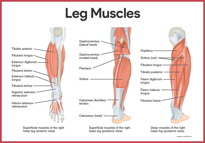 Identify the highlighted structure upper limb