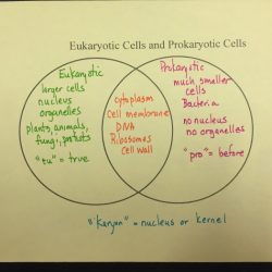 Venn diagram eukaryotic prokaryotic cells