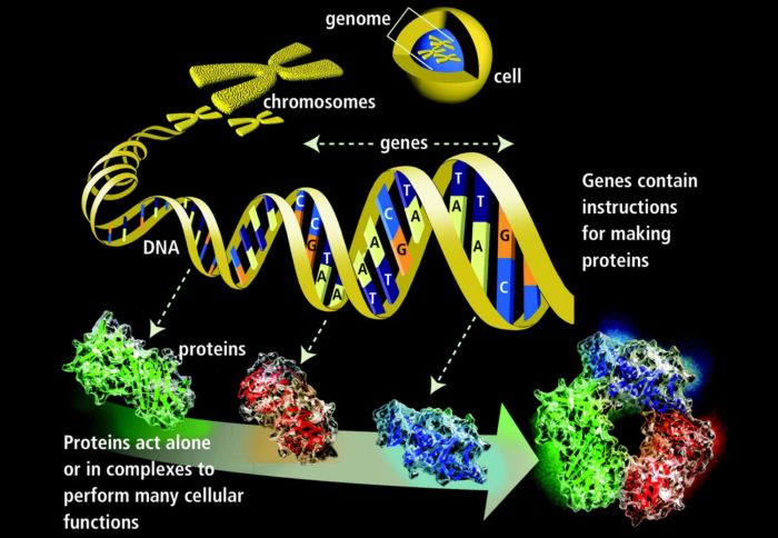 Science notebook introduction to genetics and patterns of inheritance