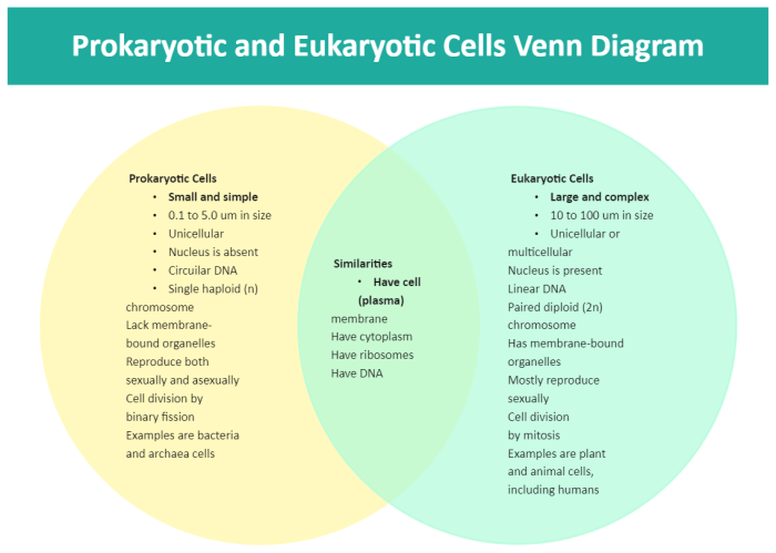 Venn diagram for prokaryotic and eukaryotic cells