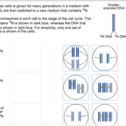 A line of mouse cells is grown for many generations