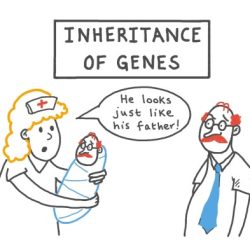 Science notebook introduction to genetics and patterns of inheritance